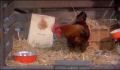 dr dolittle 3-avi_495.jpg
